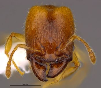 Media type: image;   Entomology 36159 Aspect: head frontal view